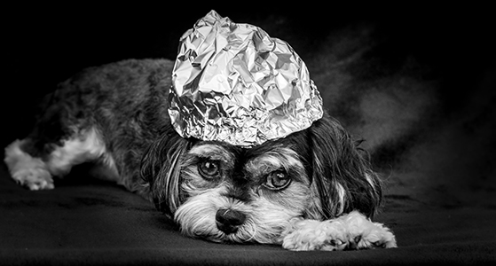 Dog wearing a tinfoil hat representing playful telepathy concept